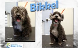 Trimsalon Doggy Styling - Bikkel