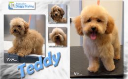 Trimsalon Doggy Styling - Teddy