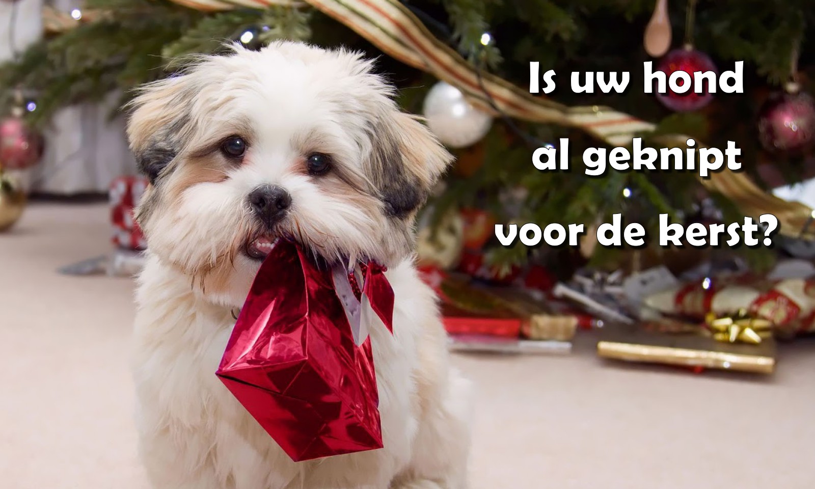 Trimsalon Doggy Styling - Kerst