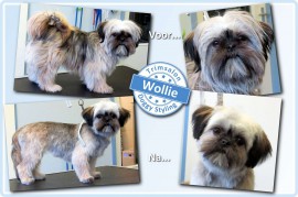 2015-03-09-Wollie resized