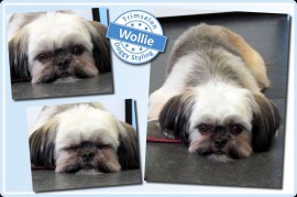 2015-09-08-Wollie resized