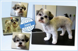 2015-09-22-Joey resized