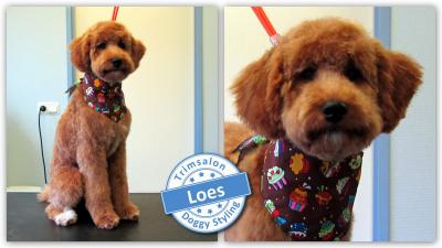 Trimsalon Doggy Styling - Loes