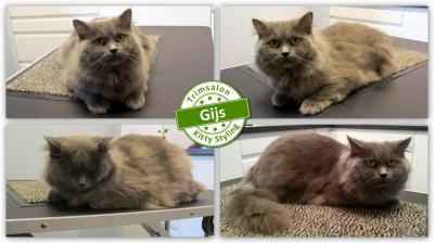 Trimsalon Kitty Styling - Gijs