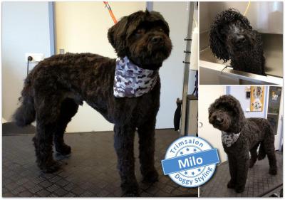 Trimsalon Doggy Styling - Milo