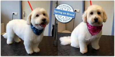 Trimsalon Doggy Styling - Spring en Bruce