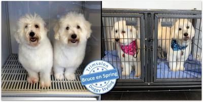 Trimsalon Doggy Styling - Bruce en Spring