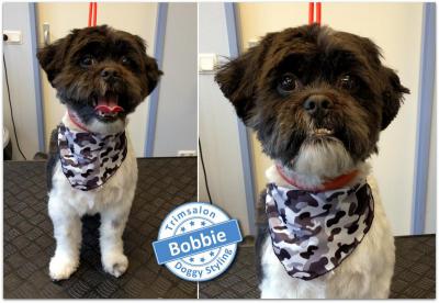 Trimsalon Doggy Styling - Bobbie