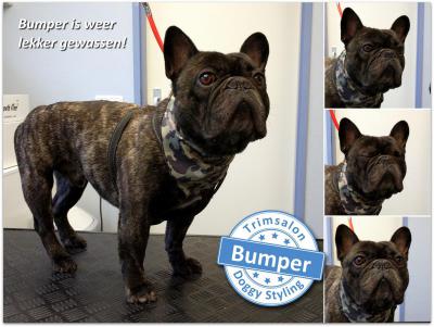 Trimsalon Doggy Styling - Bumper