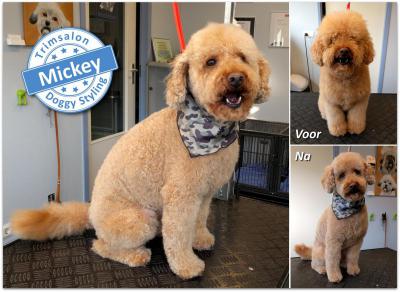 Trimsalon Doggy Styling - Mickey