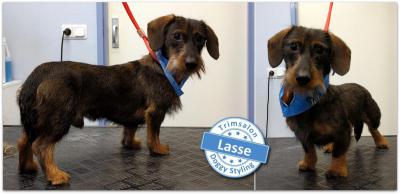 Trimsalon Doggy Styling - Lasse