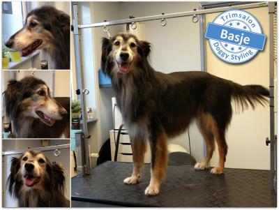 Trimsalon Doggy Styling - Basje