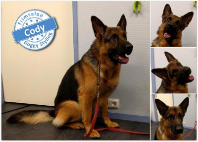 Trimsalon Doggy Styling - Cody