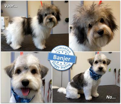 Trimsalon Doggy Styling - Banjer