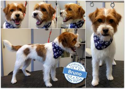 Trimsalon Doggy Styling - Bruno