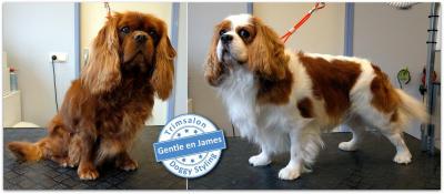 Trimsalon Doggy Styling - Gentle en James