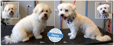 Trimsalon Doggy Styling - Davy