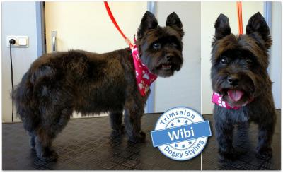 Trimsalon Doggy Styling - Wibi