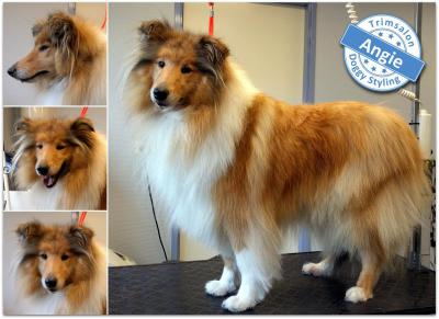 Trimsalon Doggy Styling - Angie