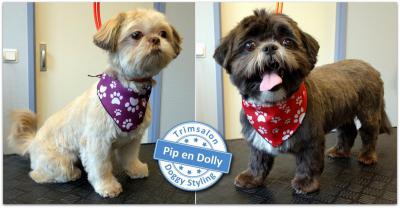 Trimsalon Doggy Styling - Pip en Dolly