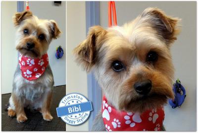 Trimsalon Doggy Styling - Bibi