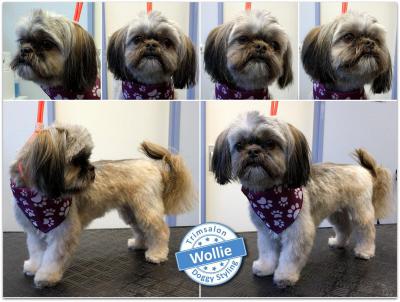 Trimsalon Doggy Styling - Wollie