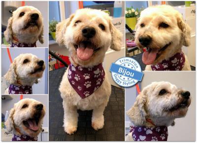 Trimsalon Doggy Styling - Bijou