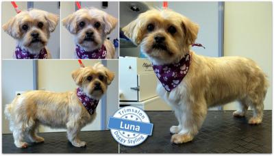 Trimsalon Doggy Styling - Luna