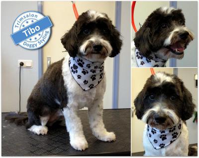 Trimsalon Doggy Styling - Tibo