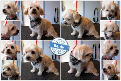 Trimsalon Doggy Styling - Benjy