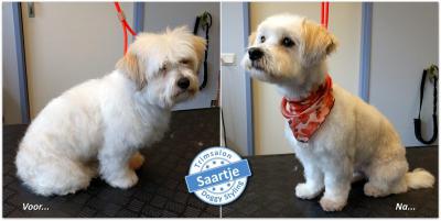 Trimsalon Doggy Styling - Saartje