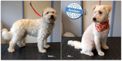 Trimsalon Doggy Styling - Amber