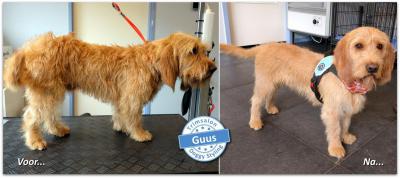 Trimsalon Doggy Styling - Guus