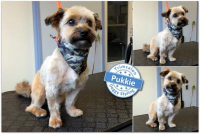 Trimsalon Doggy Styling - Pukkie