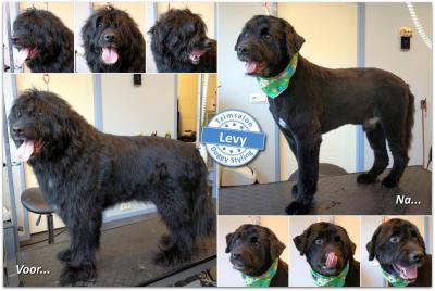 Trimsalon Doggy Styling - Levy