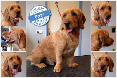 Trimsalon Doggy Styling - Fritz