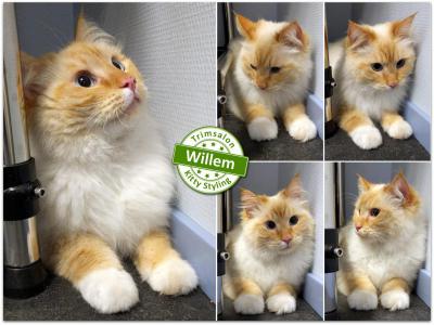 Trimsalon Kitty Styling - Willem