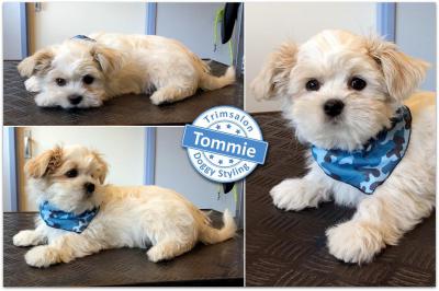 Trimsalon Doggy Styling - Tommie