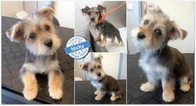 Trimsalon Doggy Styling - Nicky