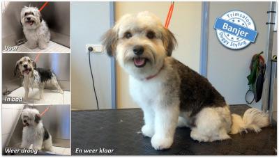 Trimsalon Doggy Styling - Banjer