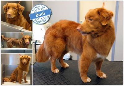 Trimsalon Doggy Styling - Bodi