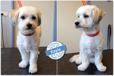 Trimsalon Doggy Styling - Kayla