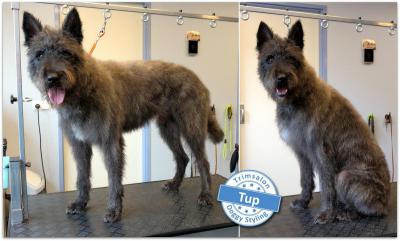 Trimsalon Doggy Styling - Tup