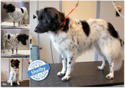 Trimsalon Doggy Styling - Shelby