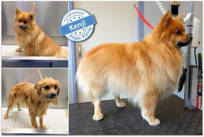 Trimsalon Doggy Styling - Kenji