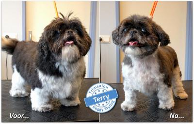 Trimsalon Doggy Styling - Terry