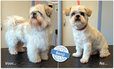 Trimsalon Doggy Styling - Benji