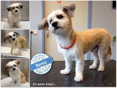 Trimsalon Doggy Styling - Reno