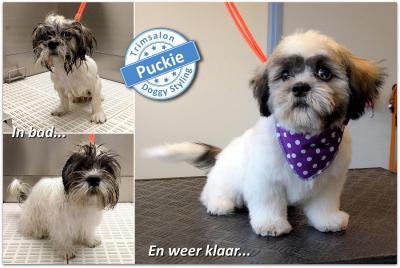 Trimsalon Doggy Styling - Puckie