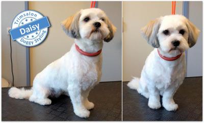 Trimsalon Doggy Styling - Daisy